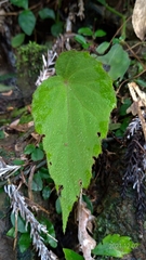 Begonia pinglinensis