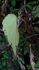 Begonia pinglinensis