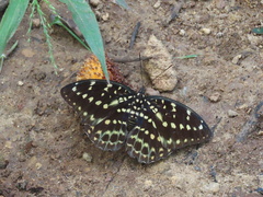 Lexias albopunctata