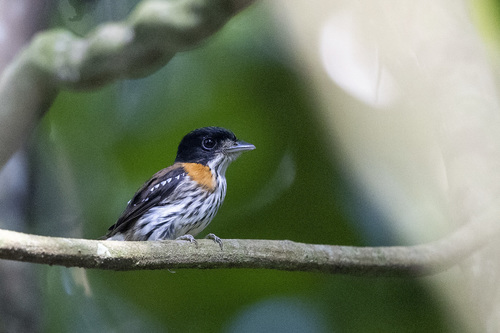 Rufous-sided Broadbill