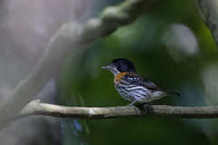 Smithornis rufolateralis