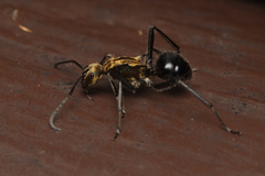 Polyrhachis semiaurata