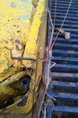 Trachythorax sparaxes