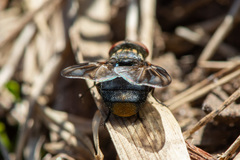Phasia subcoleoptrata