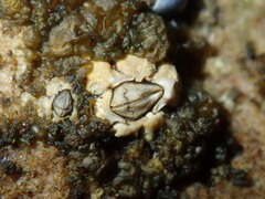 Chthamalus antennatus