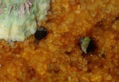 Afrolittorina acutispira