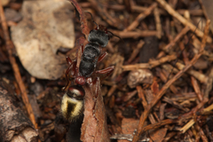 Myrmecia chrysogaster