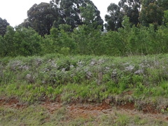 Pteridium aquilinum capense