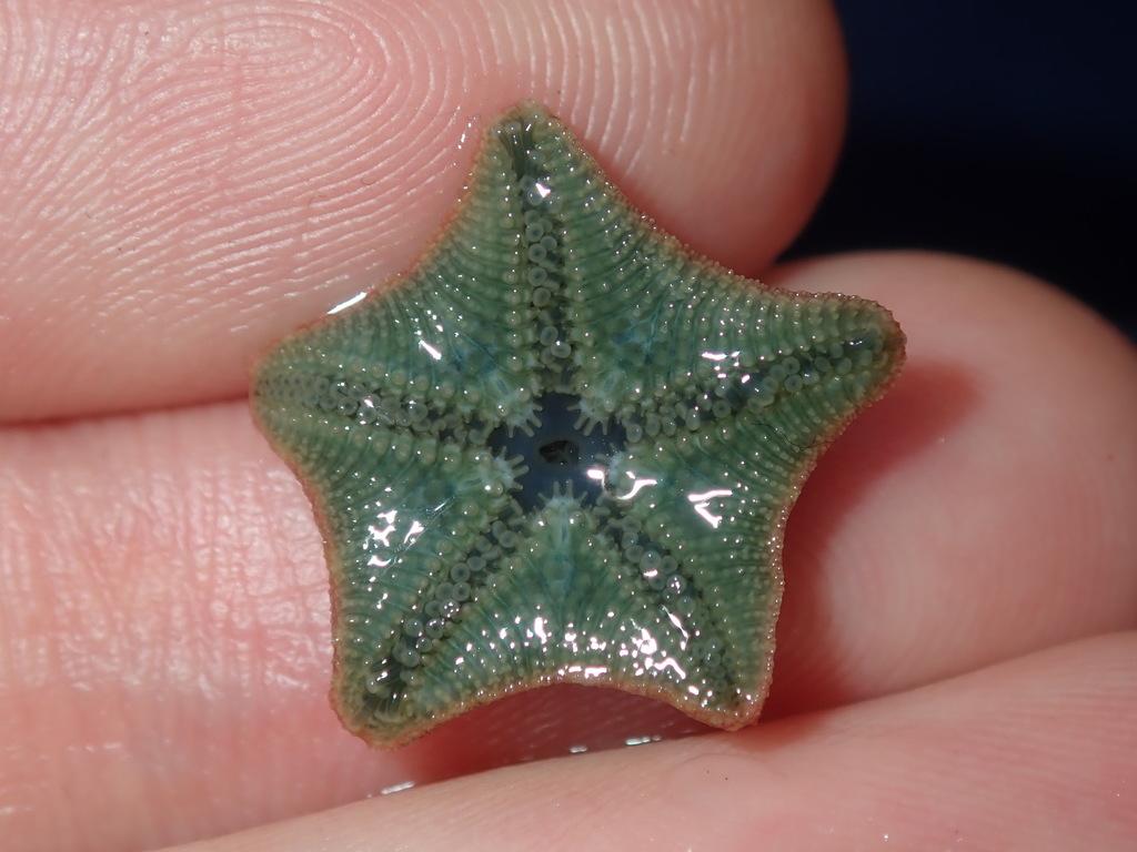 Dwarf Cushion Star