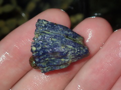Austrobalanus imperator