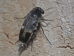 Tomoxia bucephala