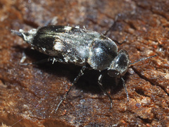 Tomoxia bucephala