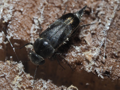 Tomoxia bucephala