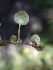 Ourisia modesta