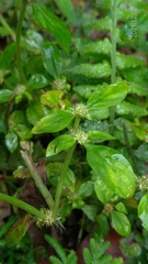 Spermacoce mauritiana