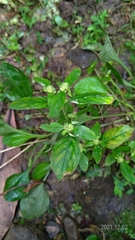 Spermacoce mauritiana