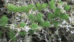 Asparagus crassicladus