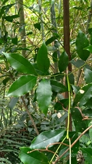 Symplocos setchuensis