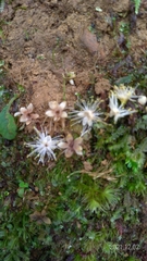 Symplocos setchuensis