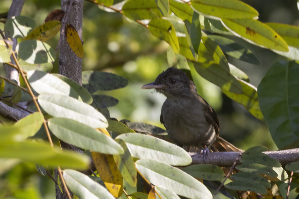 Baumann's Greenbul photo