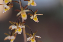 Eulophia reticulata image
