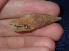 Isara carbonaria