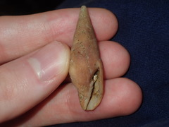 Isara carbonaria