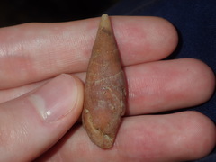 Isara carbonaria