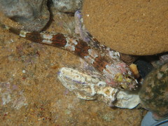 Lepidoblennius haplodactylus