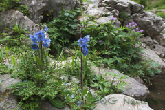Meconopsis racemosa