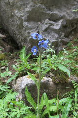 Meconopsis racemosa
