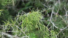 Asparagus crassicladus