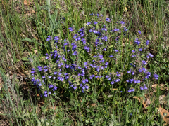 Scutellaria drummondii