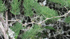 Asparagus crassicladus