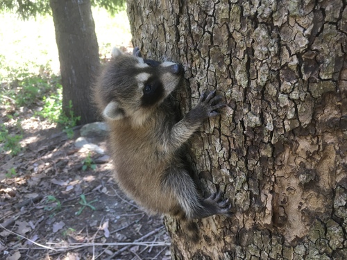 Common Raccoon photographed in Indiana