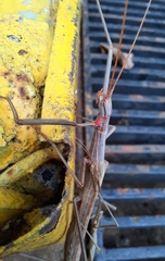 Trachythorax sparaxes