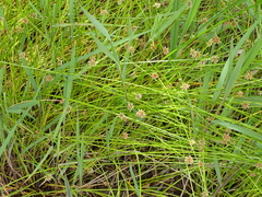 Isolepis costata