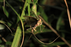 Tenodera aridifolia