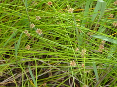Isolepis costata