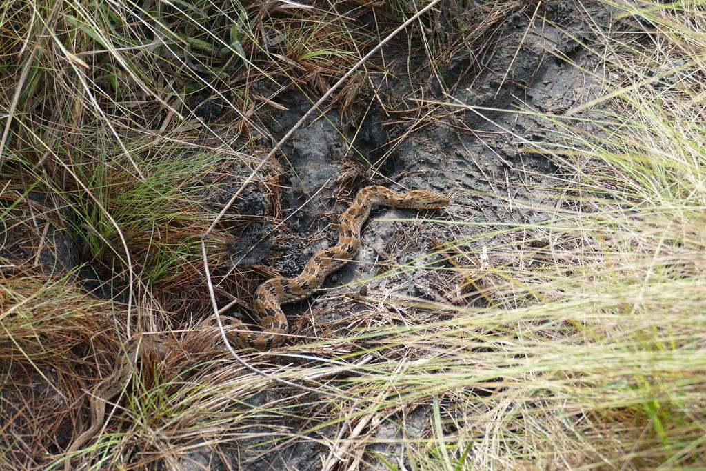 Two-Striped Night Adder