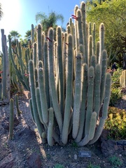 Borzicactus