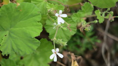 Pelargonium odoratissimum