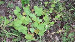 Pelargonium odoratissimum
