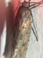 Lindera tessellatella