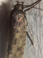 Lindera tessellatella