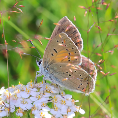 Lycaena hippothoe eurydame
