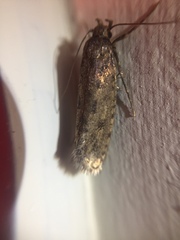 Lindera tessellatella