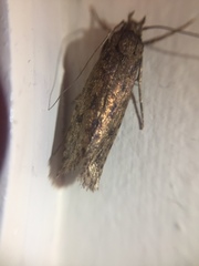 Lindera tessellatella