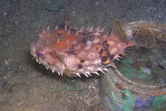 Cyclichthys orbicularis