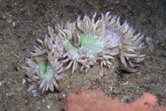 Catalaphyllia jardinei